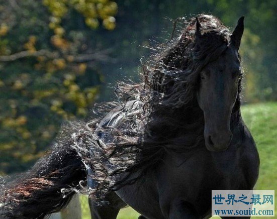 世界上最帅的马，腓特烈二世一头飘逸秀发(www.gifqq.com)