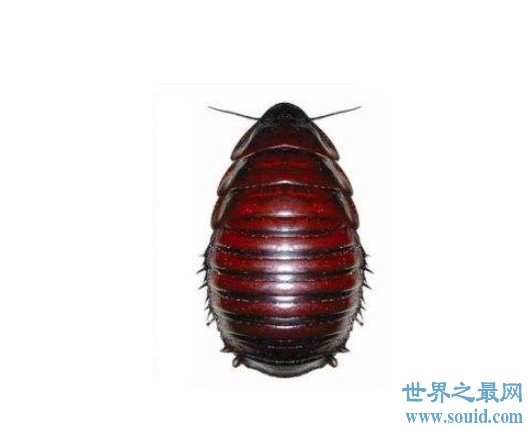 世界上最大的蟑螂---犀牛蟑螂的体型可达10厘米左右(www.gifqq.com)