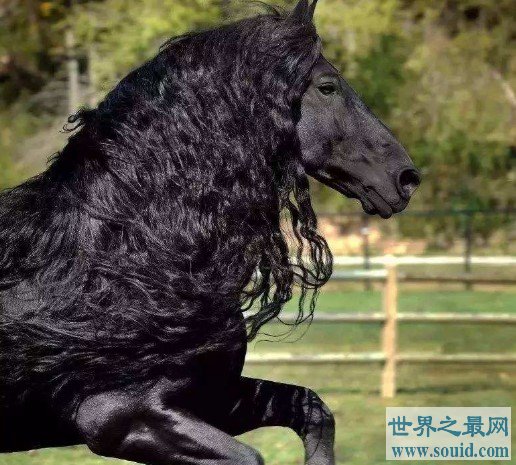 世界上最帅的马，腓特烈二世一头飘逸秀发(www.gifqq.com)