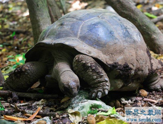 史上最巨大的海龟古巨龟，体重更是达到2吨(www.gifqq.com)