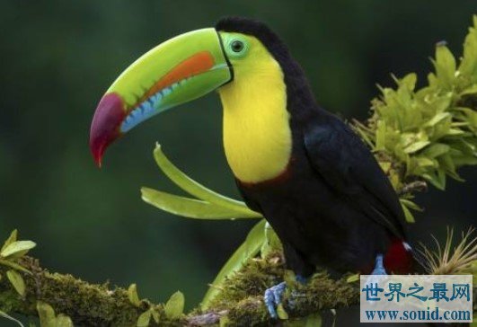 世界上嘴巴最大的鸟，几乎相当于体长的一半(www.gifqq.com)