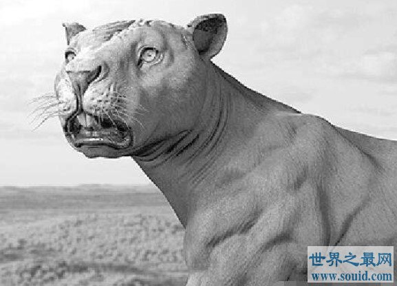 袋狮为什么灭绝，它是史上咬力最强的哺乳动物(www.gifqq.com)