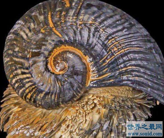 世界上最坚硬的蜗牛，用子弹射击都无法穿透(www.gifqq.com)