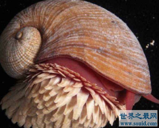 世界上最坚硬的蜗牛，用子弹射击都无法穿透(www.gifqq.com)