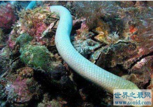 世界上年龄最大的蛇，比蓝蛇罕见一万倍