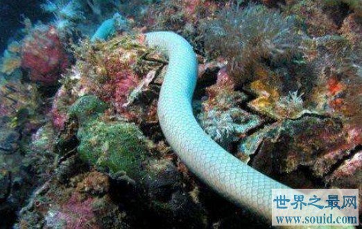 世界上年龄最大的蛇，比蓝蛇罕见一万倍(www.gifqq.com)