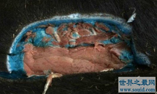 世界上最奇特的野猪,脂肪全部都是蓝色(www.gifqq.com)