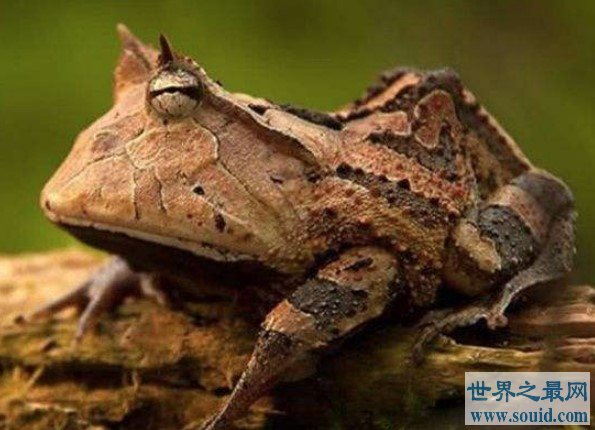 世界上最神奇的青蛙，直接生出蝌蚪(www.gifqq.com)