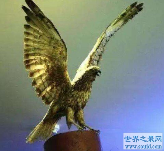 史上最大的老鹰哈斯特鹰更恐怖，常常以世界第一高鸟为食(www.gifqq.com)