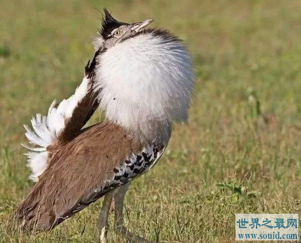 世界上最大的飞鸟，灰颈鹭鸨又名柯利鸟(www.gifqq.com)