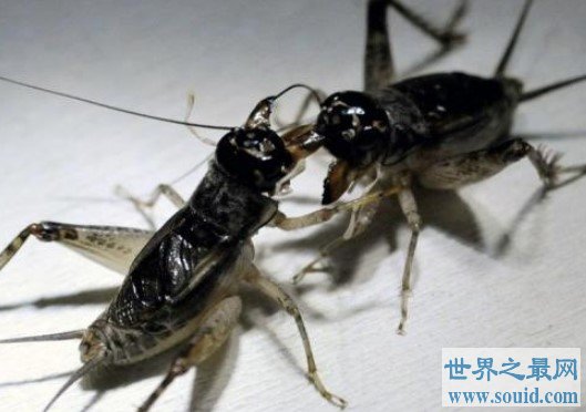 世界上最爱打架的动物，蟋蟀遇上就打的你死我活(www.gifqq.com)