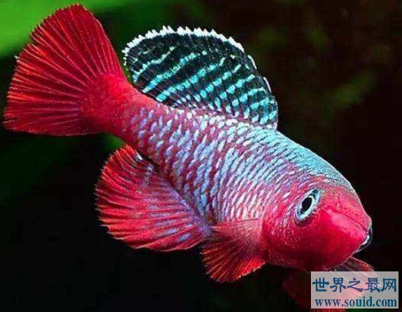 世界上生命最短暂的鱼，佛泽瑞尾鳉鱼(www.gifqq.com)