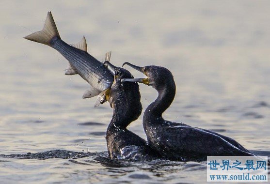 世界上最会捕鱼的鸟类，鸬鹚是一种大型的食鱼游禽(www.gifqq.com)