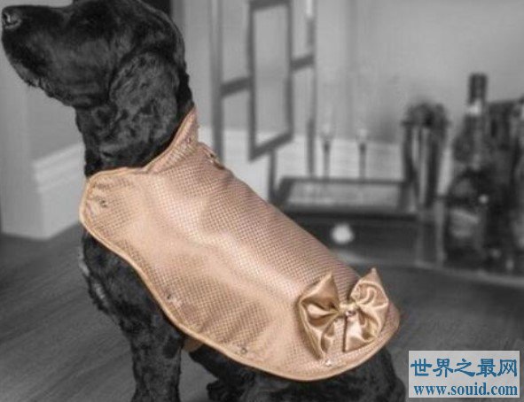 世界上最贵的狗夹克，用24K黄金制造而成