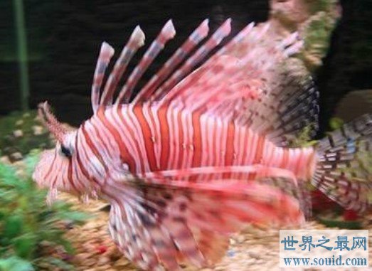 世界上最顽强的动物，竟然生活在海底8178米(www.gifqq.com)