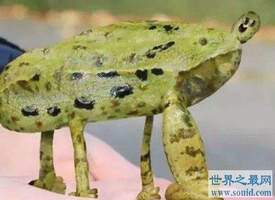 世界上最神奇的青蛙，直接生出蝌蚪