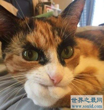 世界上最贵最稀有的猫Caracat，更是成为最珍贵的猫品种(www.gifqq.com)