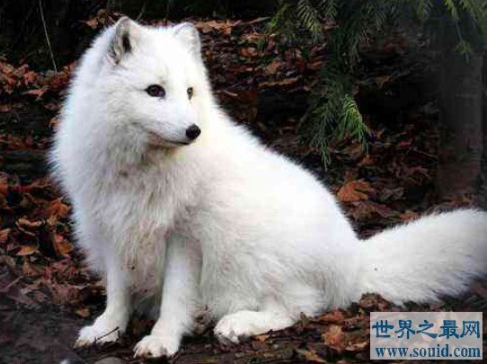 世界上最漂亮的狐狸，有着一身雪白的绒毛(www.gifqq.com)