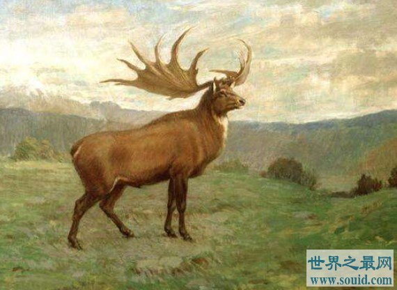 地球史上最大的鹿，有着爱尔兰麋鹿之名(www.gifqq.com)