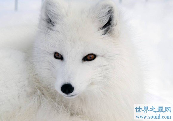 世界上最漂亮的狐狸，有着一身雪白的绒毛(www.gifqq.com)