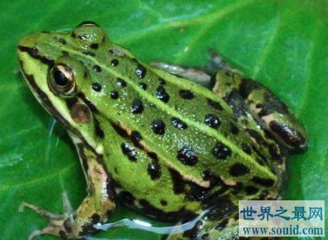 世界上最神奇的青蛙，直接生出蝌蚪(www.gifqq.com)