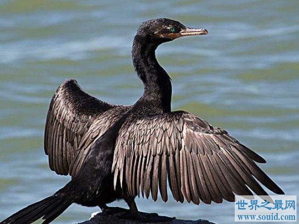 世界上最会捕鱼的鸟类，鸬鹚是一种大型的食鱼游禽(www.gifqq.com)