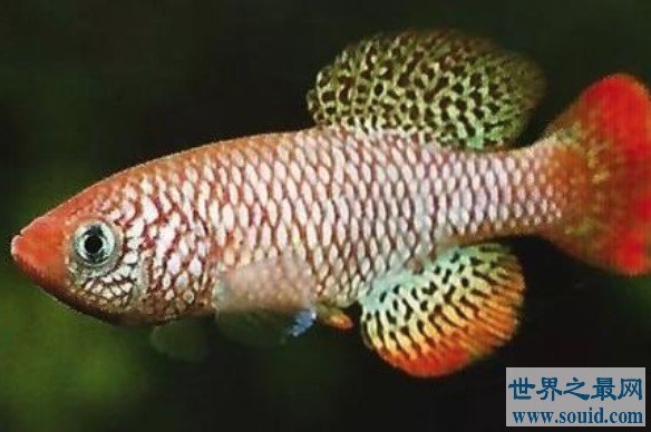 世界上生命最短暂的鱼，佛泽瑞尾鳉鱼(www.gifqq.com)