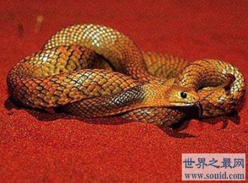 世界上最奇异的蛇之一，能够散发出一种奇异的香(www.gifqq.com)