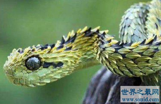 世界上最奇异的蛇之一，能够散发出一种奇异的香(www.gifqq.com)