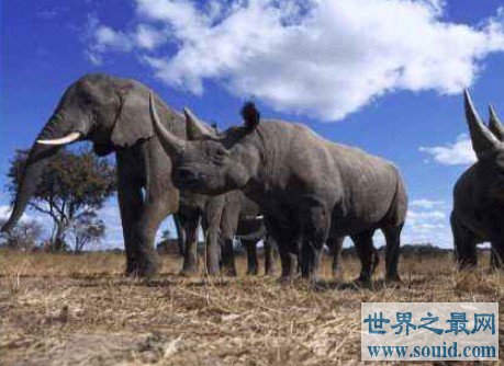 史上最大的有角犀牛，体长超过8米，重达8吨(www.gifqq.com)