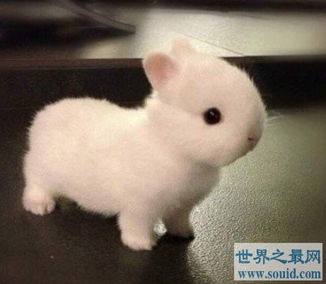 世界上最小的宠物兔，荷兰侏儒兔超聪明(www.gifqq.com)