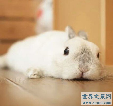 世界上最小的宠物兔，荷兰侏儒兔超聪明(www.gifqq.com)