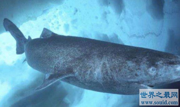 最长寿的脊椎动物格陵兰鲨鱼，156岁后才开始找配偶(www.gifqq.com)