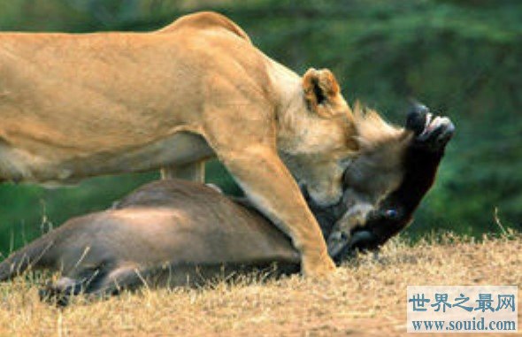 世界上最强悍的巨林猪，一上场就秒杀猎豹狮子(www.gifqq.com)