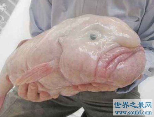 世界上最丑的鱼,也被评选为最忧伤的鱼(www.gifqq.com)
