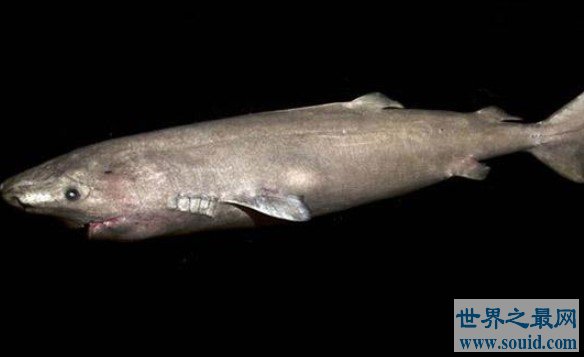 最长寿的脊椎动物格陵兰鲨鱼，156岁后才开始找配偶(www.gifqq.com)