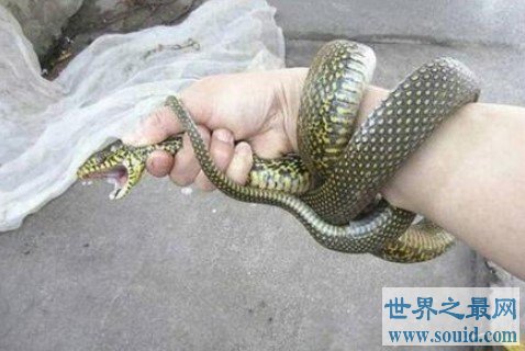 世界上最友好的看家蛇，看家护院抓小偷(www.gifqq.com)