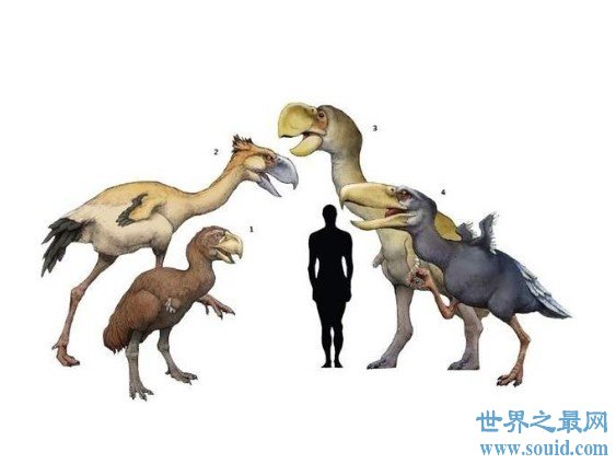 史上最大的鸟类，身高3米，重达400公斤(www.gifqq.com)