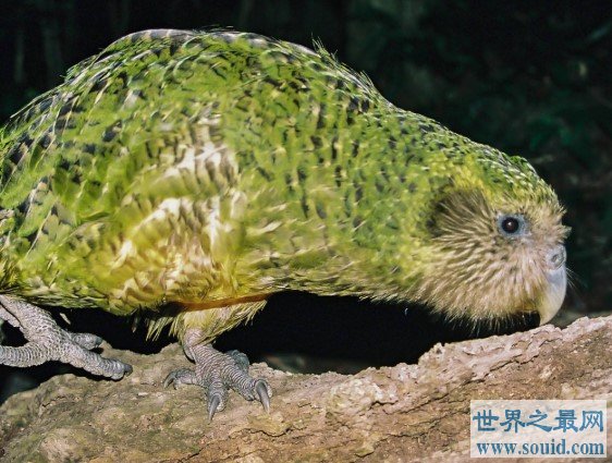 世界上唯一一种不会飞的鹦鹉，鸮鹦鹉仅剩126只(www.gifqq.com)