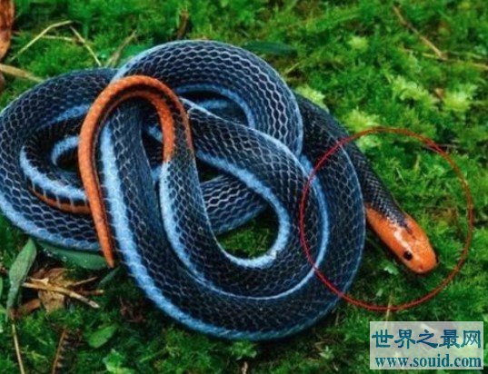 世界上最神秘莫测的蛇，蓝长腺珊瑚蛇