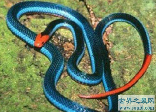 世界上最神秘莫测的蛇，蓝长腺珊瑚蛇(www.gifqq.com)