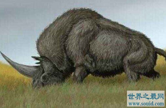 史上最大的有角犀牛，体长超过8米，重达8吨