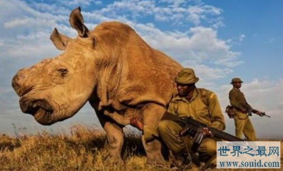 世界上最大的犀牛，白犀牛被40名武装部队24小时保护(www.gifqq.com)