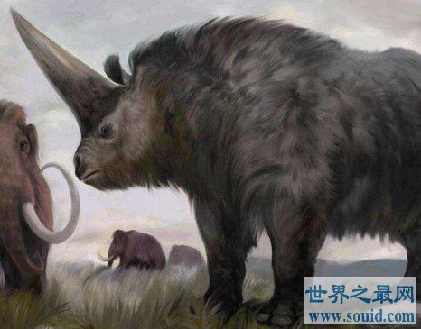 史上最大的有角犀牛，体长超过8米，重达8吨(www.gifqq.com)