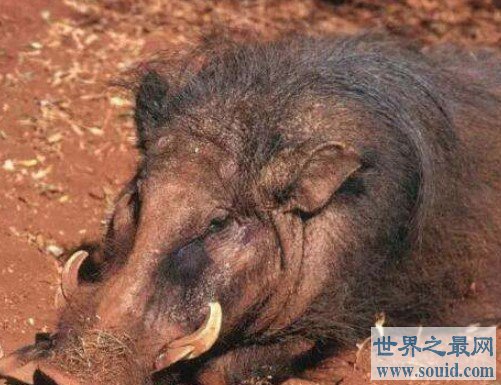 世界上最强悍的巨林猪，一上场就秒杀猎豹狮子(www.gifqq.com)