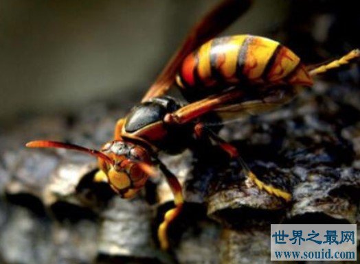 世界上最可怕的毒蜂，10亿只非洲杀人蜂(www.gifqq.com)
