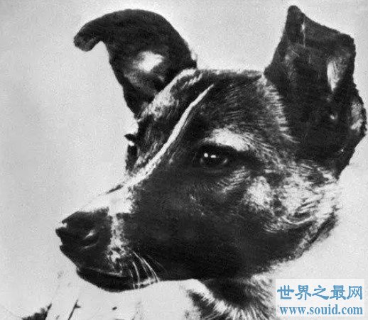 第一个遨游太空的流浪狗,也是第一个死在太空的生物(www.gifqq.com)