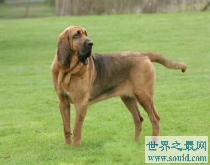 世界上最著名的也是体型最大的嗅觉猎犬之一,寻血猎犬(www.gifqq.com)