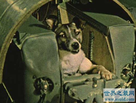 第一个遨游太空的流浪狗,也是第一个死在太空的生物