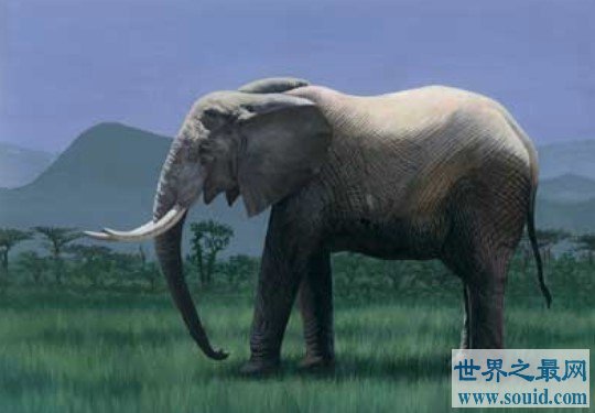 世界上最大的大象，相当于9辆汽车(www.gifqq.com)